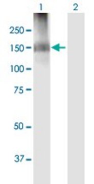 Anti-IQSEC2 antibody produced in mouse