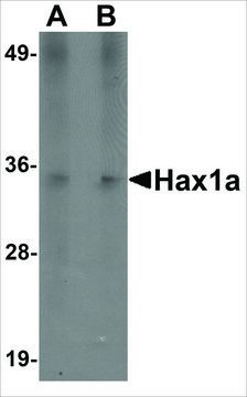 Monoclonal Anti-Hax1a antibody produced in