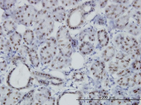 Monoclonal Anti-PBX3 antibody produced in