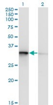 Monoclonal Anti-TOMM34 antibody produced in
