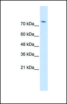 Anti-WWP2 antibody produced in rabbit