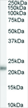 Anti-KLK2 antibody produced in goat