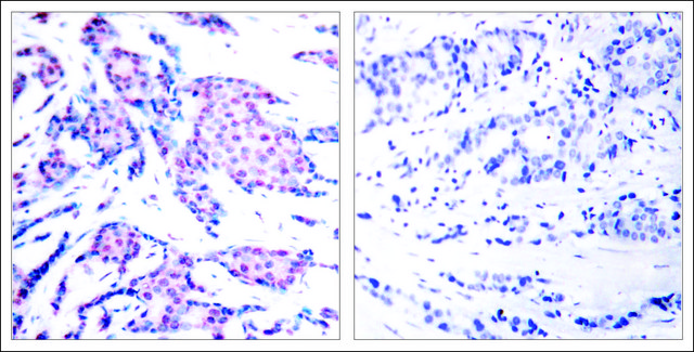 Anti-phospho-JUN (pThr?³) antibody produced in