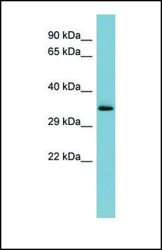 Anti-MUC15 antibody produced in rabbit