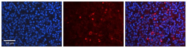 Anti-USF1 antibody produced in rabbit