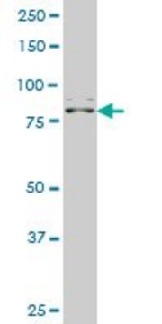 ANTI-ZNF263 antibody produced in mouse