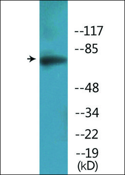 Anti-phospho-Artemis (pSer?¹?) antibody produced in