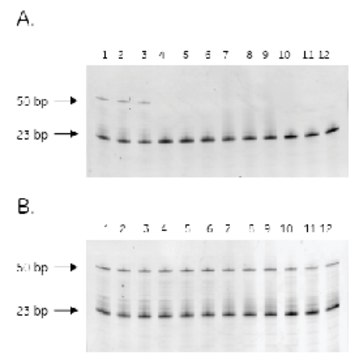 Illustra™ Hot Start Master Mix