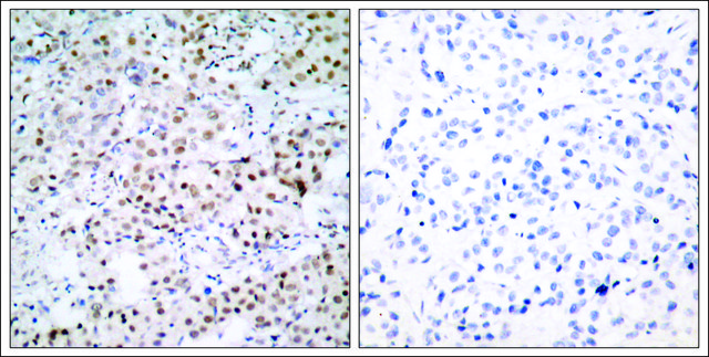 Anti-CREB1 (Ab-133) antibody produced in