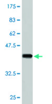 Monoclonal Anti-PCDHA5 antibody produced in