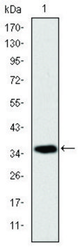 Monoclonal Anti-AIFM1 antibody produced in