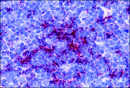Anti-TLR8 antibody produced in rabbit
