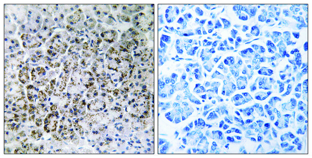 Anti-MRPL40 antibody produced in rabbit