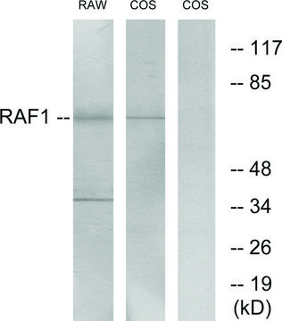 Anti-C-RAF antibody produced in rabbit