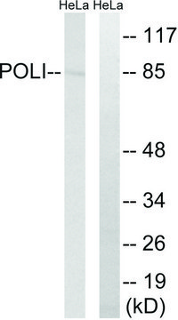 Anti-POLI antibody produced in rabbit