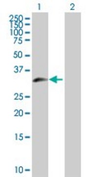 Anti-ZNF215 antibody produced in rabbit