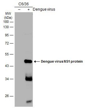 Anti-Dengue virus NS1 protein (Biotin)