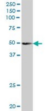 Anti-SCRN2 antibody produced in mouse