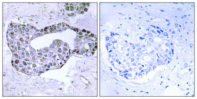 Anti-GATA1 antibody produced in rabbit