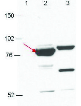 Monoclonal Anti-Esrp-1/2 antibody produced in