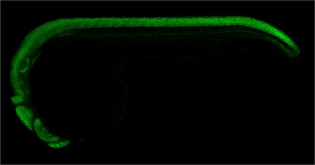 Anti-sox2 antibody produced in rabbit