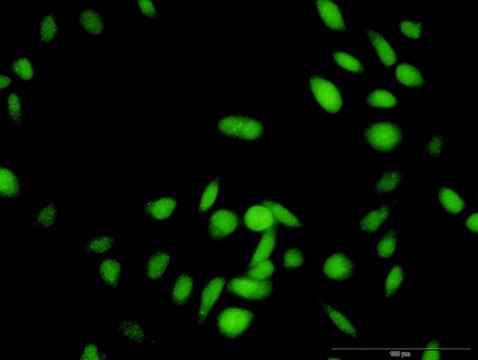 Anti-RNF25 antibody produced in rabbit