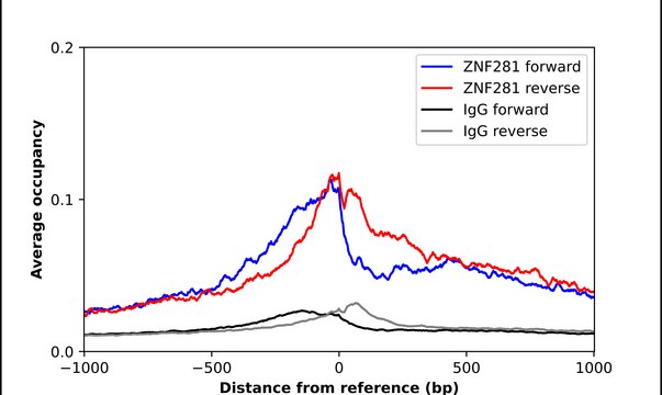 Anti-ZNF281 antibody produced in rabbit