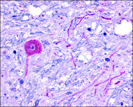Anti-HTR6/5-HT36 antibody produced in rabbit