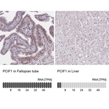 Anti-PCIF1 antibody produced in rabbit