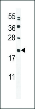 ANTI-MIA40(C-TERMINAL) antibody produced in rabbit