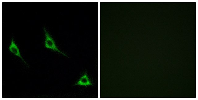 Anti-OR51A7 antibody produced in rabbit