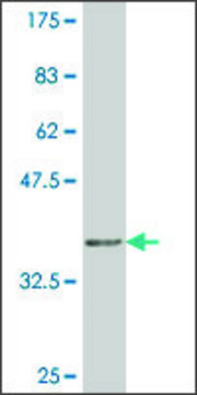 Monoclonal Anti-SOX21 antibody produced in