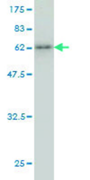 Monoclonal Anti-KCTD9 antibody produced in