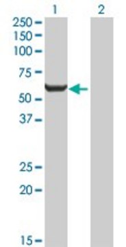 Anti-GPI antibody produced in mouse