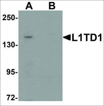 Anti-L1TD1 antibody produced in rabbit