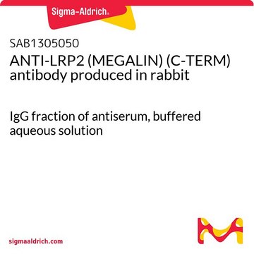 ANTI-LRP2 (MEGALIN) (C-TERM) antibody produced