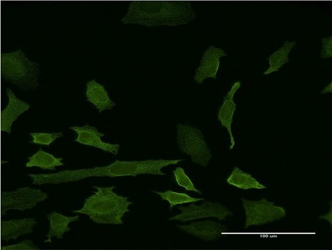 ANTI-INDO antibody produced in mouse