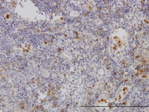 ANTI-FGR antibody produced in mouse