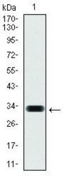 Monoclonal Anti-HAS3 antibody produced in