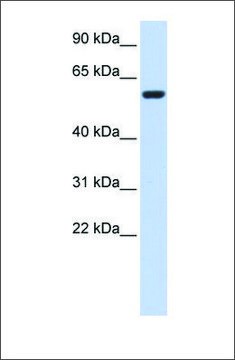 Anti-SRC antibody produced in rabbit