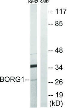 Anti-BORG1 antibody produced in rabbit