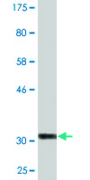 Monoclonal Anti-COL25A1 antibody produced in