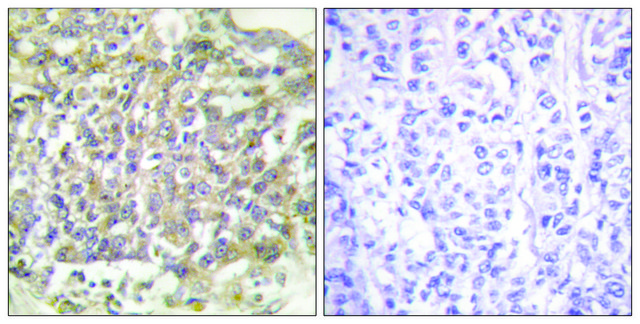 Anti-SHC antibody produced in rabbit