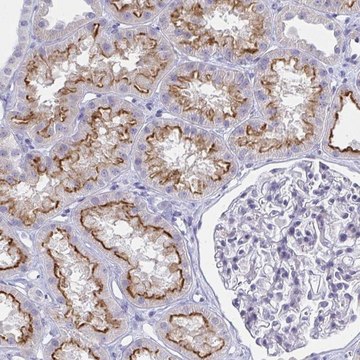 Anti-OR10K1 antibody produced in rabbit