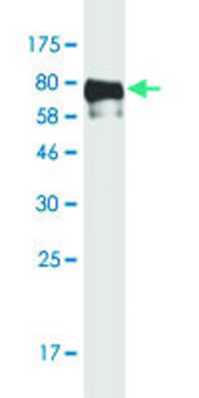 Monoclonal Anti-TFEB antibody produced in