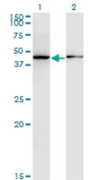 Monoclonal Anti-ALLC antibody produced in