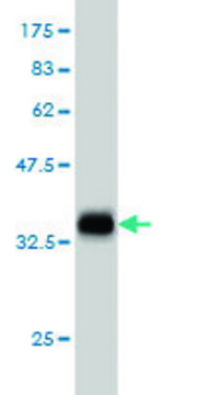 ANTI-TEK antibody produced in mouse