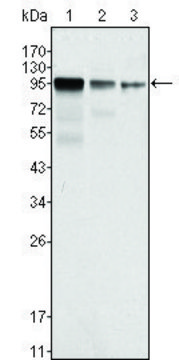 Monoclonal Anti-FER antibody produced in