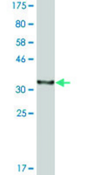 Monoclonal Anti-DNAJC10 antibody produced in