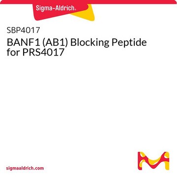 BANF1 (AB1) Blocking Peptide for